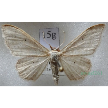 Idaea straminata (Borkhausen, 1794) Krocznik niezdobiak Czech15g